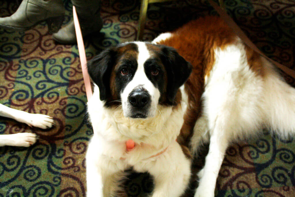 #WorkTrends Recap: Pet Insurance as an Employee Benefit