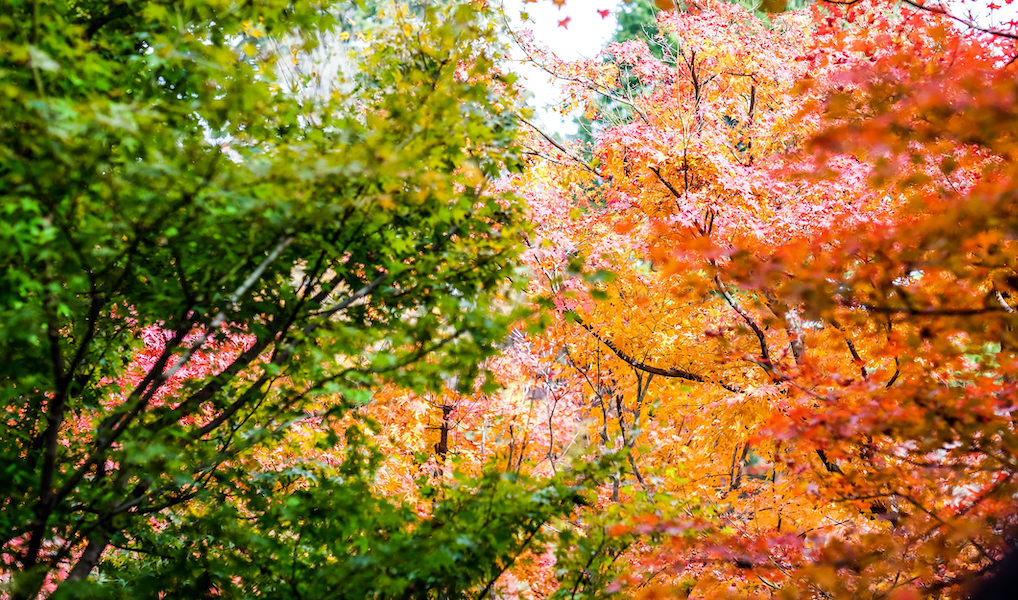 business reinvention natural process