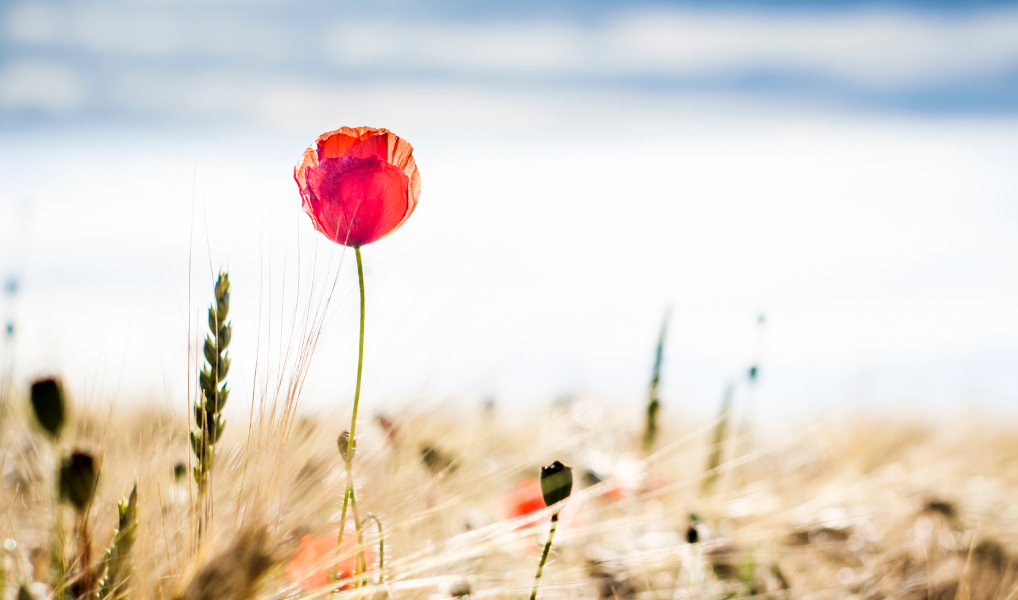 After Layoffs, How Can Employers Handle Survivor Guilt?